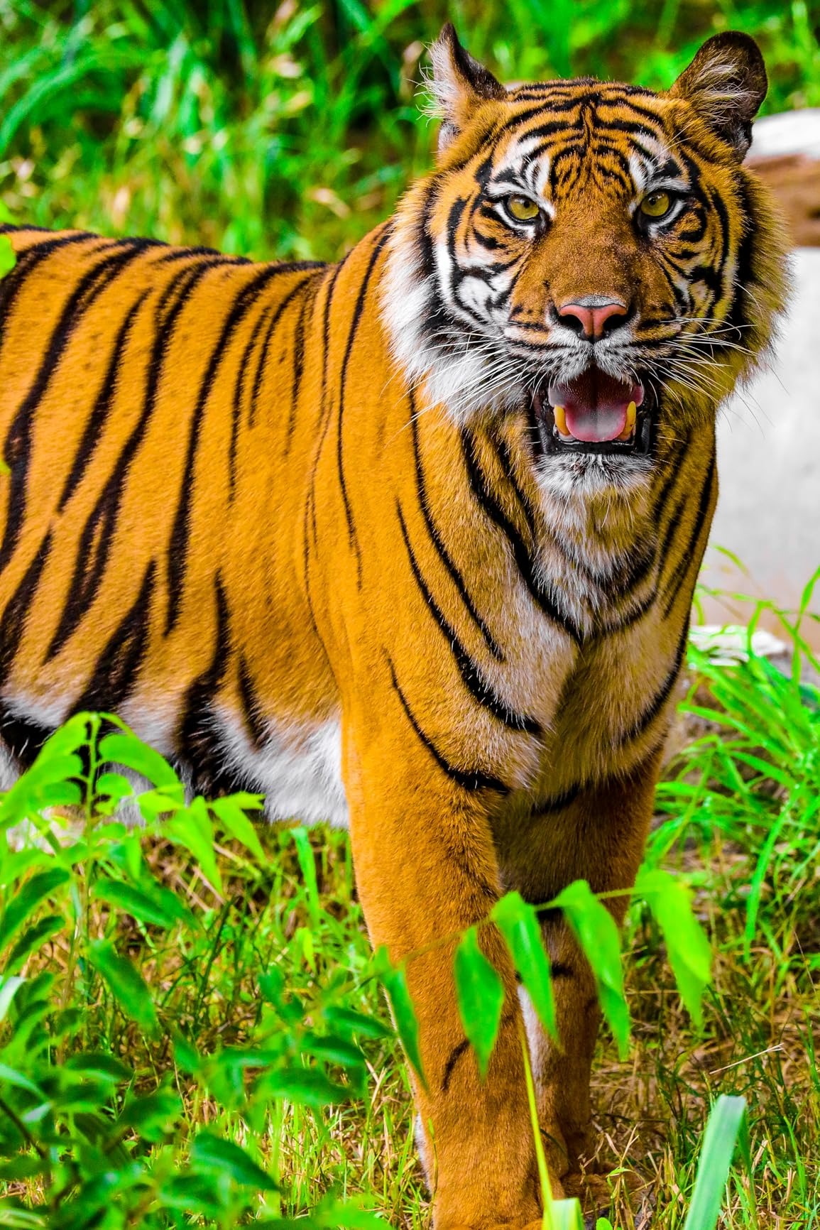 Canon EOS R6 Mark II - Image 14